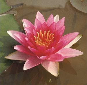 Seerose FloraSelf Nymphaea-Cultivars 'Charles de Meurville' H 5-30 cm Co 1 L