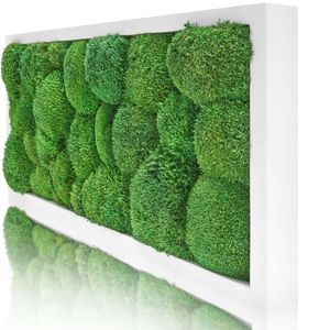 Moosbild Kugelmoos - Pflanzenbild im Vollholz-Rahmen | Weiß - 60 x 30