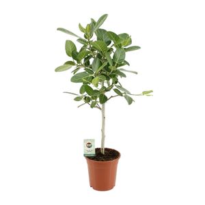Grünpflanze – Zwergfeige (Ficus Benghalensis Petite Audrey) – Höhe: 95 cm – von Botanicly