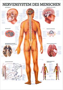 Das Nervensystem Lehrtafel Anatomie 100x70 cm medizinische Lehrmittel