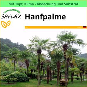 SAFLAX Garden to go - Hanfpalme - Chamaerops excelsa - 10 Samen - Mit Topf, Klima - Deckel und Anzuchtsubstrat