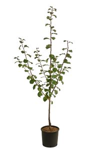 Dehner Zwetschge Haganta, buschige Wuchsform, ca. 150-200 cm, 9.5 l, Obstbaum