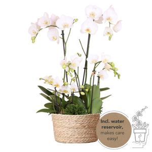Kolibri Orchids | weißes Pflanzenset im Schilfkorb inkl. Wassertank | drei weiße Orchideen und drei Grünpflanzen | Feldstrauß weiß mit autarkem Wassertank