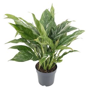 Grünpflanze – Einblatt (Diamond Variegata) – Höhe: 55 cm – von Botanicly