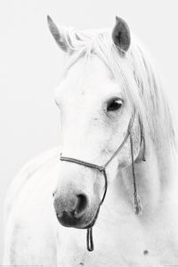 Plakát, Obraz - Bílý kůň