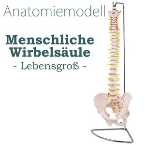 Anatomie Modell Skelett Wirbelsäule ​Lebensgroß Wirbelsaeule Menschlicher Körper Medizin Model Skelettmodell mit Bandscheibenvorfall Lehrmodelle MedMod