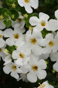 Bacopa - Sutera, weiss - Schneeflockenblume, weiss, im Topf 11 cm - 11 cm