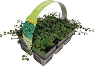 Zwergmispel 6-er Pack FloraSelf Cotoneaster dammeri 'Evergreen'