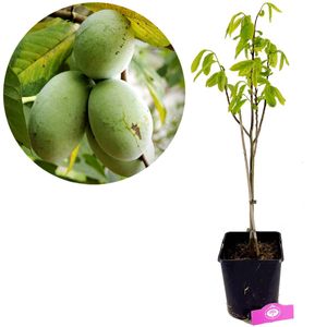 Asimina Triloba, Indianerbanane, Pawpaw, 5-Liter-Topf