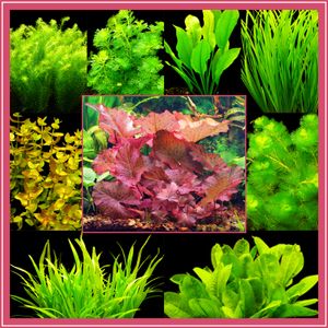 8 Bund Aquarienpflanzen + Lotus + Javamoos - Top!!!