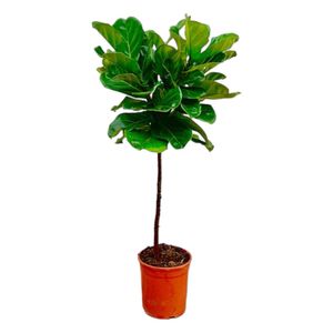 Trendyplants - Ficus Lyrata am Stiel - Tabakpflanze - Zimmerpflanze - Höhe 120-140 cm - Topfgröße Ø24cm
