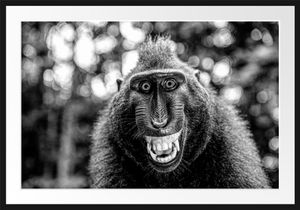 Lustiger Affe lacht mit offenem Maul, MonochromeBilderrahmen mit Galerie-Passepartout / Format: 100x70cm / gerahmt / hochwertige Leinwandbild Alternative