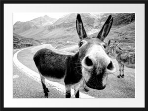 Lustiger Esel auf Straße in den Bergen, MonochromeBilderrahmen mit Galerie-Passepartout / Format: 80x60cm / gerahmt / hochwertige Leinwandbild Alternative