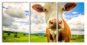 Nahaufnahme Kuh auf grüner Weide, XXL Leinwandbild in Übergröße 240x120cm Gesamtmaß 3 teilig / Wandbild / Kunstdruck