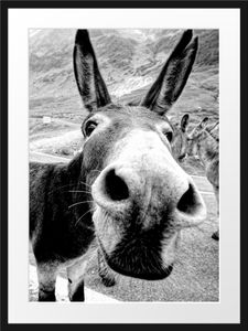 Lustiger Esel auf Straße in den Bergen, MonochromeBilderrahmen mit Galerie-Passepartout / Format: 80x60cm / gerahmt / hochwertige Leinwandbild Alternative
