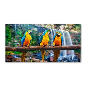Tulup® Acrylglas - 120 x 60 cm - Wandkunst - Bild auf Plexiglas® Deko Wandbild hinter Kunststoff / Acrylglas Bild - Dekorative Wand für Küche & Wohnzimmer - Tiere - Papageien auf Ast - Mehrfarbig