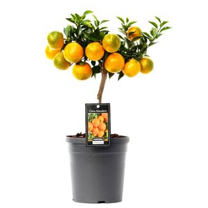 Citronovník od Botanicly - Výška: 45 cm - Citrus Mandarin