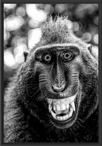 Lustiger Affe lacht mit offenem Maul, Monochrome im Schattenfugen Bilderrahmen / Format: 100x70 im Schattenfugen-Bilderrahmen / Kunstdruck auf hochwertigem Galeriekarton / hochwertige Leinwandbild Alternative