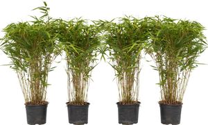 Bambus - 4 ks. - Fargesia nitida 'Gansu' - Výška 50-70cm - ⌀17cm