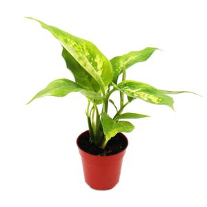 Mini-Pflanze - Dieffenbachia - Dieffenbachie - Ideal für kleine Schalen und Gläser - Baby-Plant im 5,5cm Topf