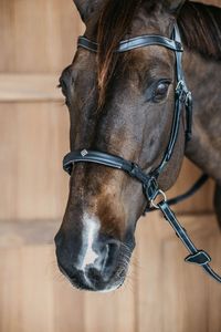 Dy´on Gebisslose Trense Bitless Bridle Schwarz Cob