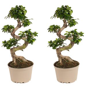 Plant in a Box - Ficus microcarpa Ginseng - 2er Set - S-Form Ginseng Baum - Topf 20cm - Höhe 55-65cm