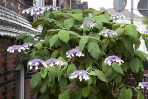 Hydrangea aspera 'Macrophylla' Samt-Hortensie 40-60cm Blütenpracht Robust