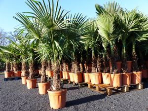 XXL Palme winterhart 180 cm Trachycarpus fortunei, Hanfpalme,
