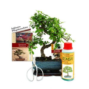 Zestaw upominkowy bonsai "Ulmus" - wiaz chinski - ok. 6 lat - zestaw dla poczatkujacych