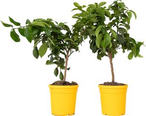 Citrónovník pravý - 2 ks. - Citrus limon - Výška 60-70cm - ⌀19cm