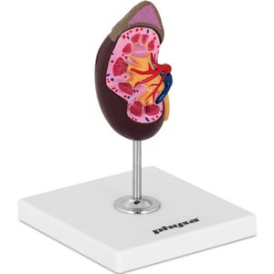 model ledvin physa - původní velikost