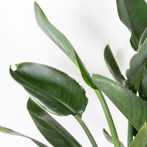 Strelitzia Reginae - Paradiesvogelpflanze - Topfpflanze - Immergrün – ⌀24 cm - ↕80-90 cm