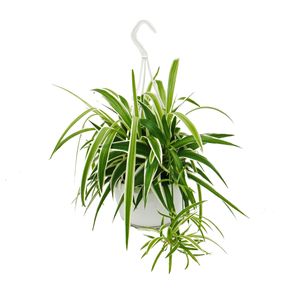 Chlorophytum, zelená lilie, závesný koš rostlina 15cm hrnec