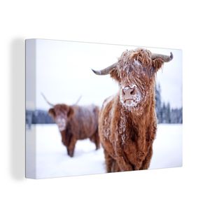 OneMillionCanvasses® - Leinwandbilder - 140x90 cm, Schottische Hochlandrind - Schottische Kühe - Schnee, Wandbilder Wohnzimmer Hochland Rind - Tier Wanddekoration - Hochland Rind - Kuh - Gemälde auf