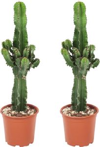 Euphorbia ingens - Číslo 2 - Kaktus - ⌀17cm - Výška 50-60cm