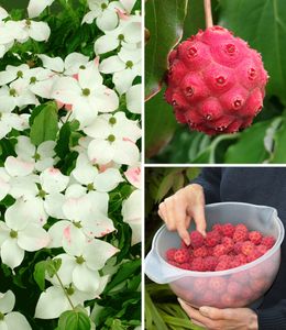 BALDUR-Garten Japanischer Blumen-Hartriegel, 1 Pflanze, reife Früchte essbar, Cornus kousa winterhart, blühend, Cornus kousa, essbare Früchte; Steinfrüchte, Asiatischer Hartriegel