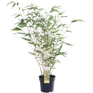Trávy a pokryvné rostliny – Phyllostachys aureosulcata Aureocal Výška: 40 cm – od Botanicly