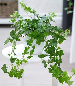 BALDUR-Garten Efeu, 1 Pflanze, Luftreinigende Zimmerpflanze, unterstützt das Raumklima, Hängepflanze Hedera helix, Grünpflanze, mehrjährig - frostfrei halten