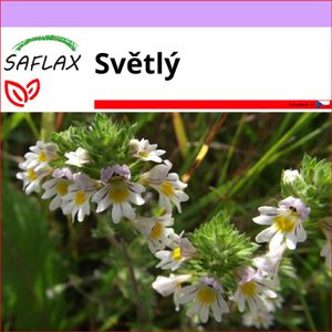 SAFLAX - světlý - Euphrasia officinalis - 200 Semena