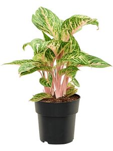 Grünpflanze – Kolbenfaden (Aglaonema Coco Melon) – Höhe: 60 cm – von Botanicly