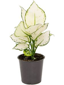 Grünpflanze – Kolbenfaden (Aglaonema White Joy) – Höhe: 30 cm – von Botanicly