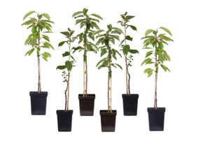 Plant in a Box - Apfelbäume - Set mit 6 - Malus 'Braeburn', 'Golden Delicious', 'Malus Gala' - Obstbäume - Topf 9cm - Höhe 60-70cm