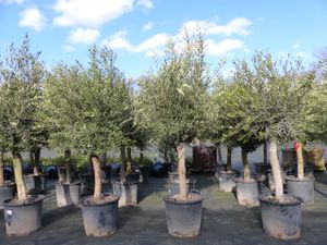 Olivenbaum 190 - 220 cm, 45 Jahre alt, 25 - 35 cm Stammumfang, winterharte Olive