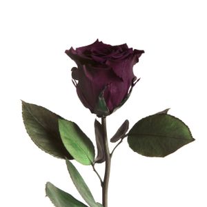 Echte Rose mit Stiel 45-50cm lang haltbar 3 Jahre Infinity Rosen konserviert, Lila