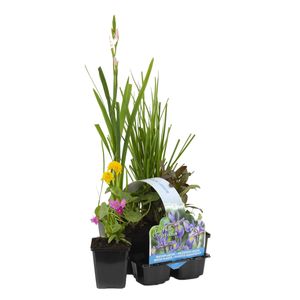 6x Blühende Teichpflanzenmischung – Zone 2 & 3 – Pflegeleicht – ⌀9 cm – ↕05–20 cm