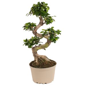 Plant in a Box - Ficus Ginseng S-Form - Bonsai Baum Echt - Topf 20cm - Höhe  55-65cm - Zimmerpflanze -  Zimmerpflanze