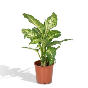 Grünpflanze – Dieffenbachie (Dieffenbachia Mars) – Höhe: 50 cm – von Botanicly