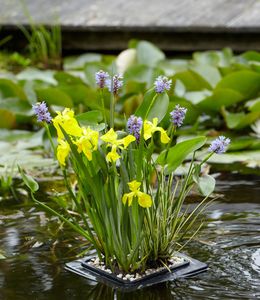 BALDUR-Garten Schwimmring-Set "Hechtkraut, Acorus, Iris", 1 Set Wasserpflanzen für den Gartenteich