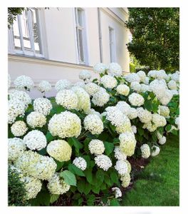 BALDUR-Garten Schneeball-Hortensie "Annabelle";1 Pflanze, Gartenhortensie winterhart Hydrangea macriophyla, pflegeleicht, blühend, großblumige Freiland-Hortensie