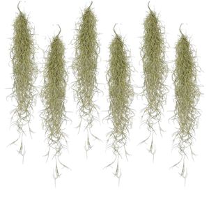 Plant in a Box - Tillandsia Usneoides - 6er Set - Spanisches Moos - Zimmerpflanzen - Luftpflanzen - Höhe 25-40cm